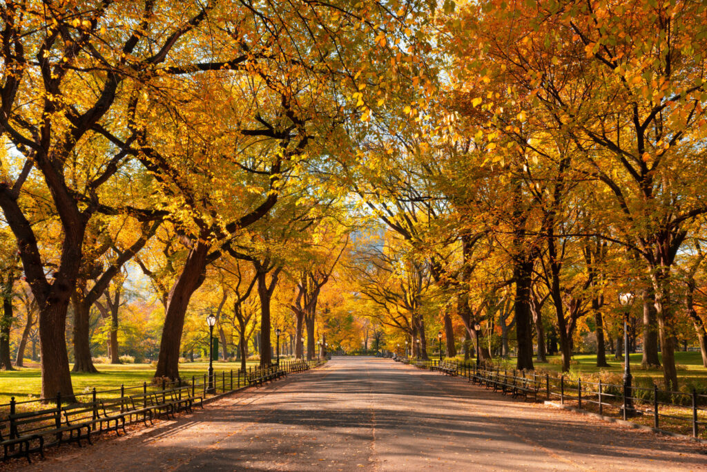 Poet’s Walk promenade in Central Park in full autumn foliage colors. Manhattan, New York City